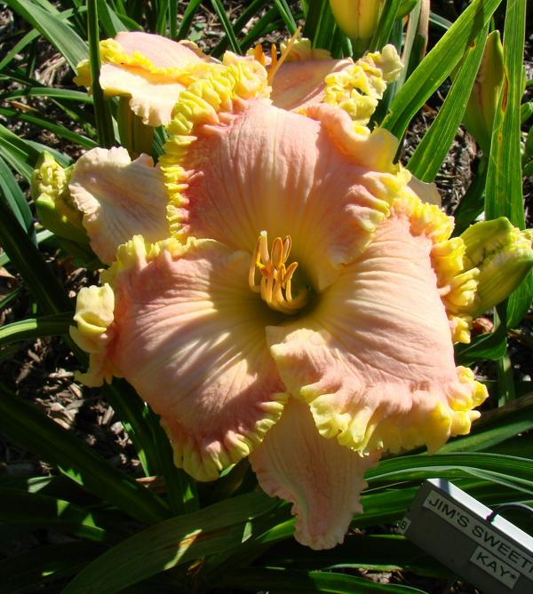 Jim's Sweetheart Kay 20-1
