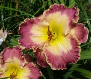 Marilyn DeBoer Smith - 1601m