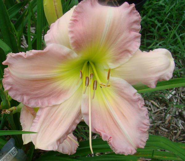 Helen Shooter - 1301
