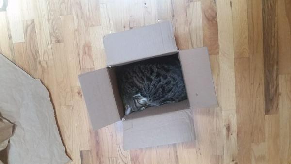 Sheila in the box