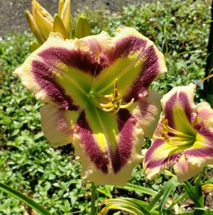 EMERALD PRISM*