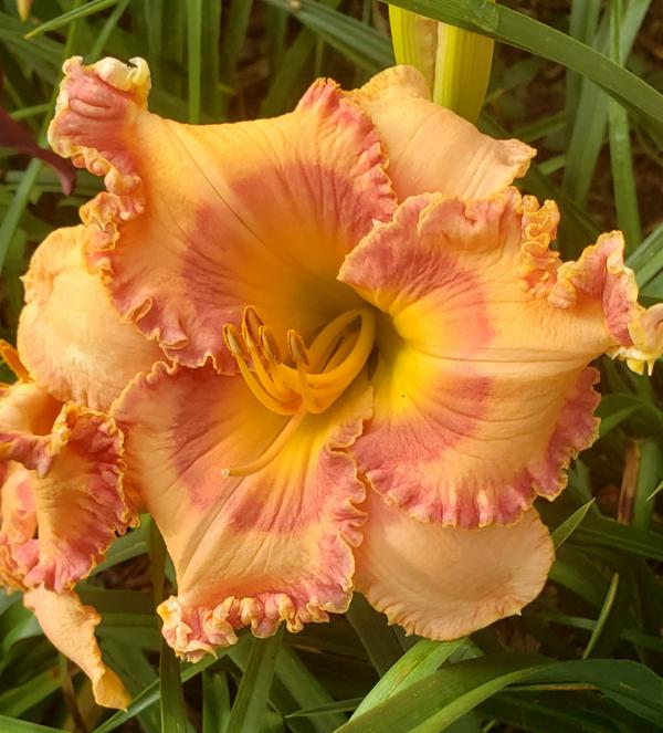 Fascinating Colors - 25 (10)