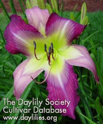 Still_the_One - Davisson 2006