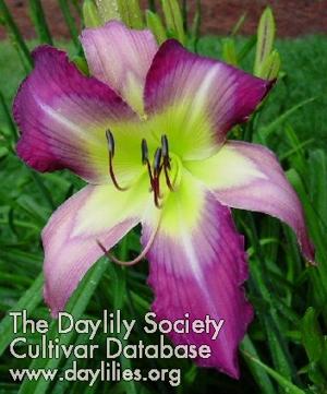 STILL THE ONE*