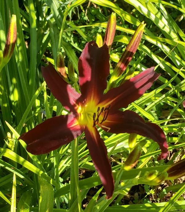 Cardinal Summer - 25 (7)