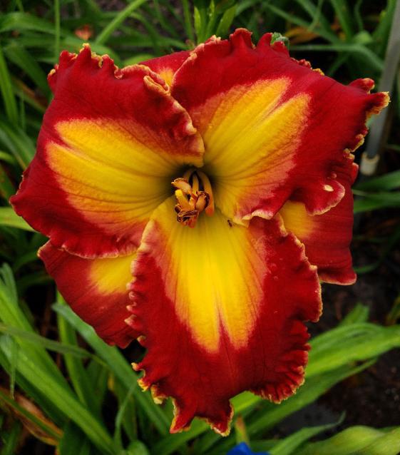 SC Majestic Prism - 2026 30-6