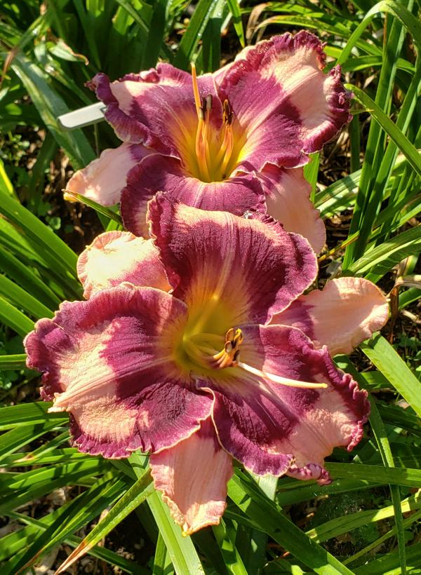 Ledgewood's Pansy Eye - 25 (10)
