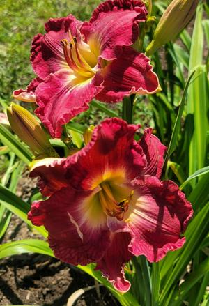 ROSY AFFAIR