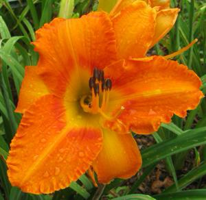Earthly Treasures Daylily Garden - Plants