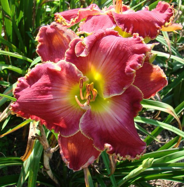 Earthly Treasures Daylily Garden - CIMARRON ROSE*