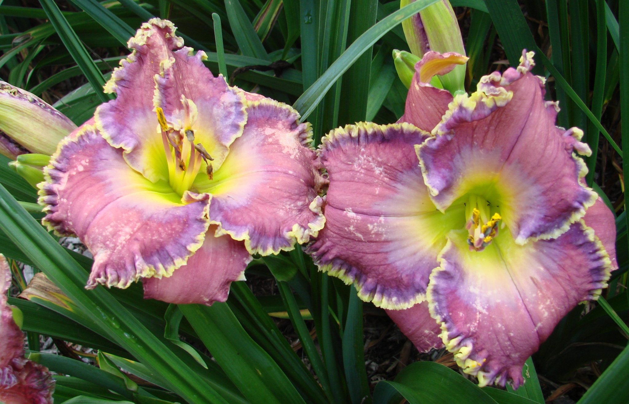 Earthly Treasures Daylily Garden - BRIDEY GREESON*