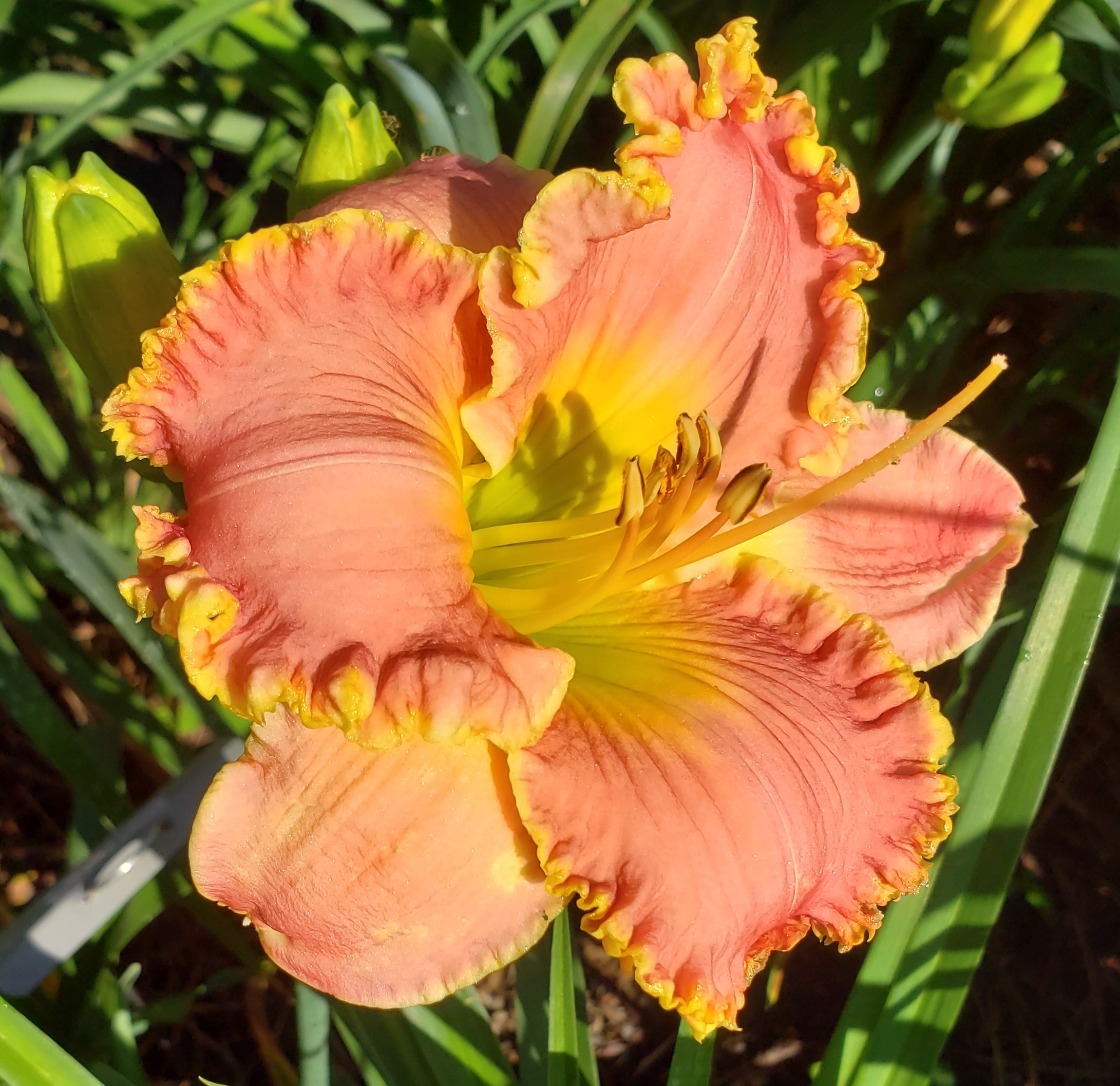 Earthly Treasures Daylily Garden - CIRCLE OF FIRE*