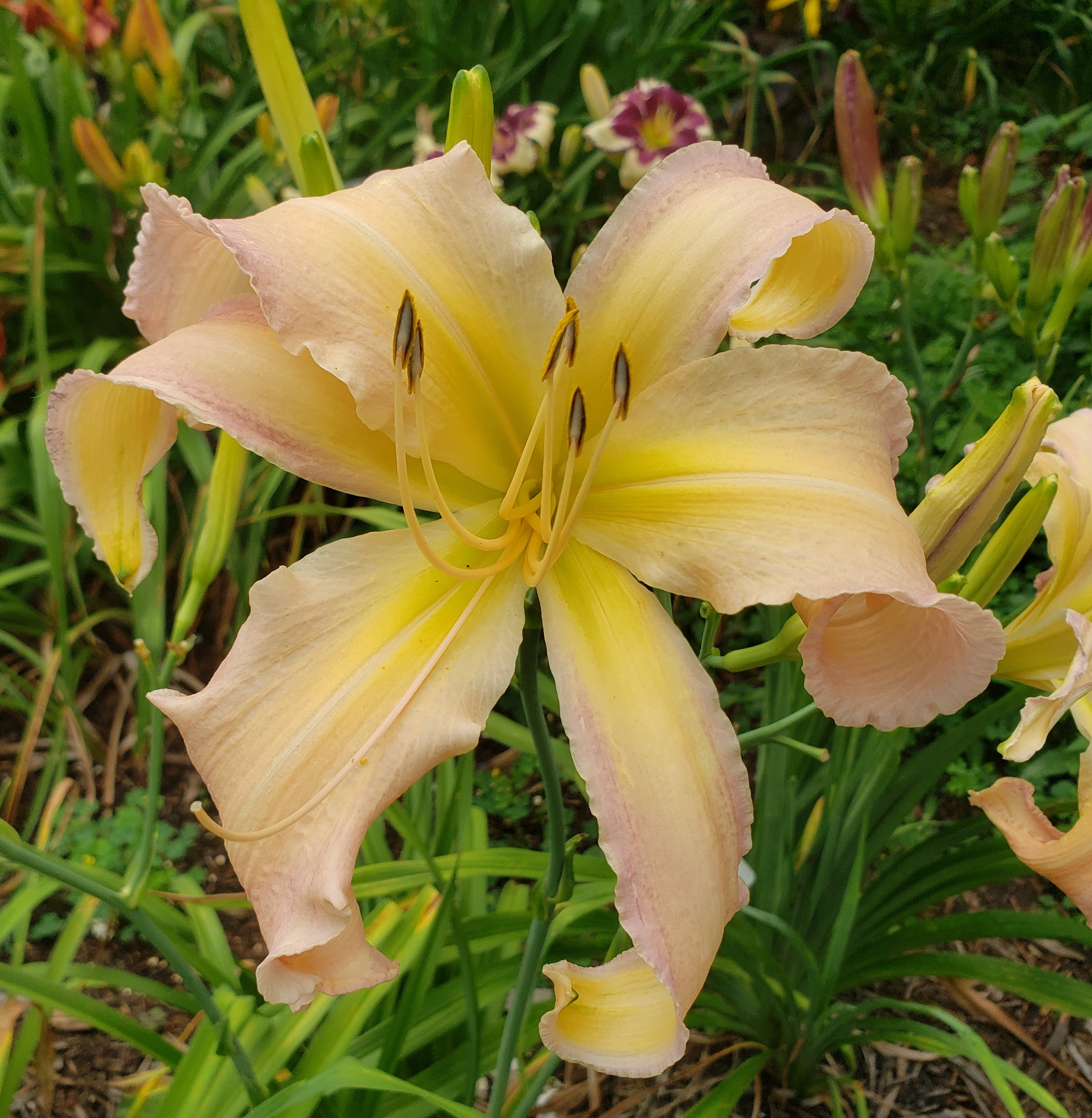 Earthly Treasures Daylily Garden - THUNDER ASUNDER