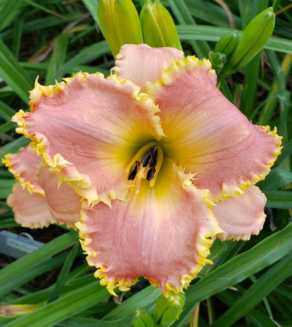 Earthly Treasures Daylily Garden - CUSTOM UPHOLSTERY*