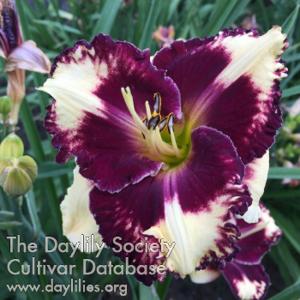 Earthly Treasures Daylily Garden - Plants